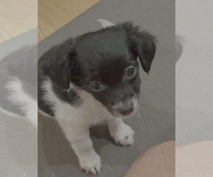 Chihuahua-Unknown Mix Dogs for adoption in Holly Springs, NC, USA