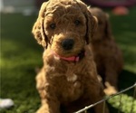 Puppy Pink Girl Goldendoodle