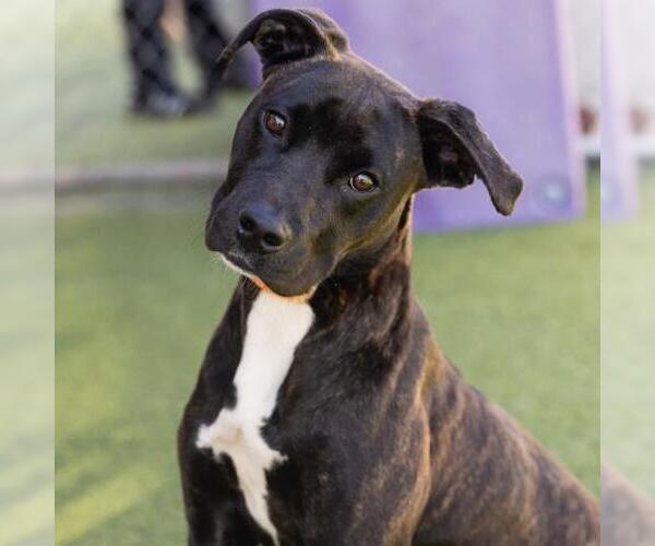 Medium Photo #2 Mutt Puppy For Sale in Camarillo, CA, USA