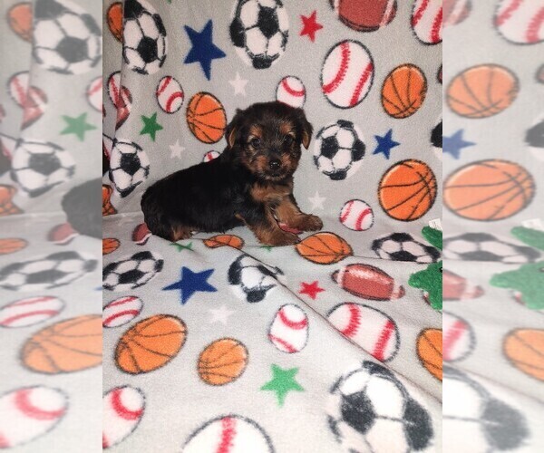 Medium Photo #10 Yorkshire Terrier Puppy For Sale in LAPEER, MI, USA