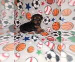 Small #9 Yorkshire Terrier