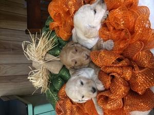 Goldendoodle Puppy for sale in GOLDSBORO, NC, USA