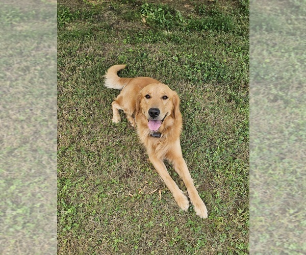 Medium Photo #1 Golden Retriever Puppy For Sale in SALISBURY, NC, USA