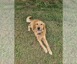 Image preview for Ad Listing. Nickname: Juno