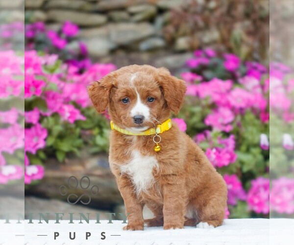 Medium Photo #1 Golden Retriever-ShihPoo Mix Puppy For Sale in GAP, PA, USA