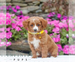 Golden Retriever-ShihPoo Mix Puppy for sale in GAP, PA, USA