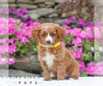 Small Golden Retriever-ShihPoo Mix