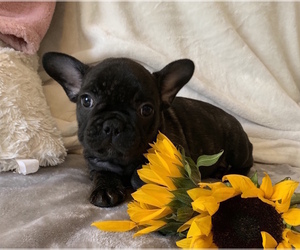 French Bulldog Puppy for sale in CHARLESTON, SC, USA