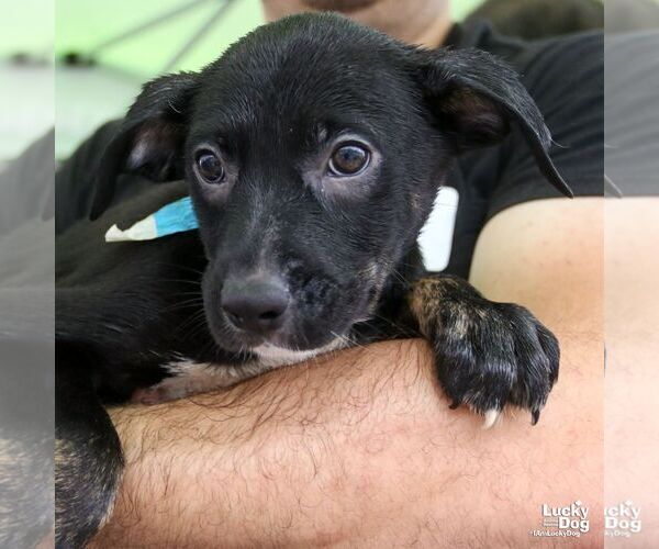 Medium Photo #5 Australian Shepherd-Unknown Mix Puppy For Sale in Washington, DC, USA