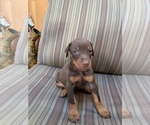 Small Photo #6 Doberman Pinscher Puppy For Sale in SCAPPOOSE, OR, USA