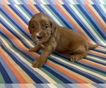 Puppy Louise Goldendoodle