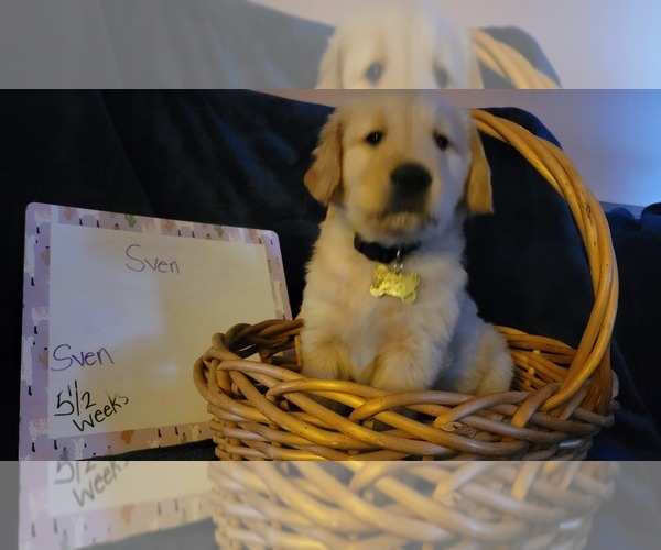 Medium Photo #29 Golden Retriever Puppy For Sale in VOORHEES, NJ, USA