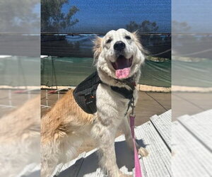 Auggie - Male Great Pyrenees-Unknown Mix Dog for Adoption - Photo #13