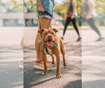 Small #4 American Staffordshire Terrier