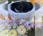Puppy 1 Rottweiler-Sharberian Husky Mix