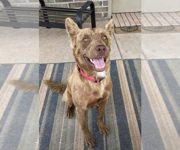 Medium Photo #1 Mutt Puppy For Sale in OKLAHOMA CITY, OK, USA