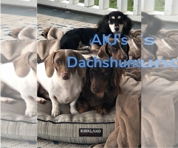 Medium Photo #8 Dachshund Puppy For Sale in CHARLOTTESVILLE, VA, USA