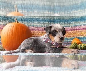 Australian Cattle Dog Puppy for sale in LANCASTER, PA, USA