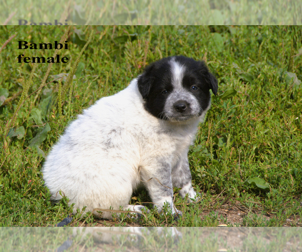 Medium Photo #3 Border-Aussie Puppy For Sale in CLARE, MI, USA