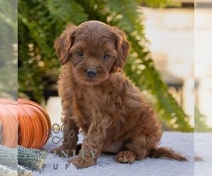 Cavapoo Puppy for sale in LITITZ, PA, USA