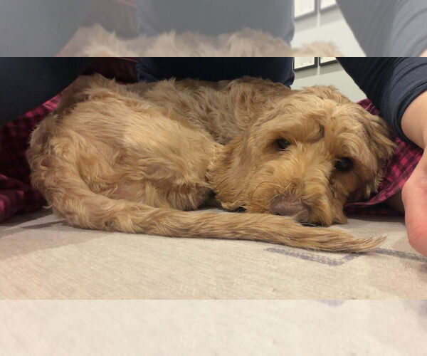 Medium Photo #3 Labrador Retriever Puppy For Sale in Brewster, NY, USA