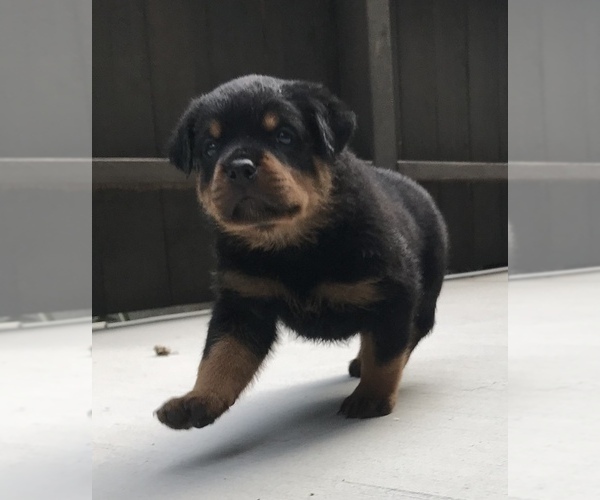 Medium Photo #4 Rottweiler Puppy For Sale in BEVERLY HILLS, CA, USA
