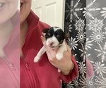 Small #10 Yorkshire Terrier