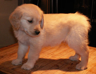Golden Retriever Puppy for sale in ASH GROVE, MO, USA