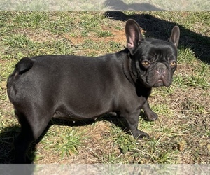 Mother of the French Bulldog puppies born on 03/01/2022