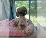 Small Shih Tzu Mix