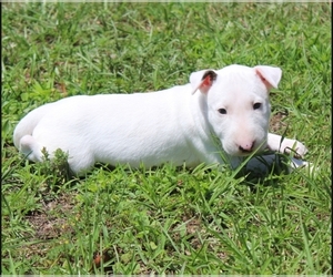 Bull Terrier Puppy for sale in GREENVILLE, NC, USA