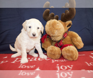 Aussiedoodle-Poodle (Standard) Mix Puppy for sale in CO BLUFFS, IA, USA
