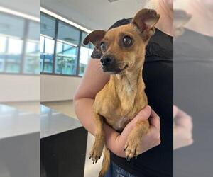 Miniature Pinscher Dogs for adoption in San Martin, CA, USA