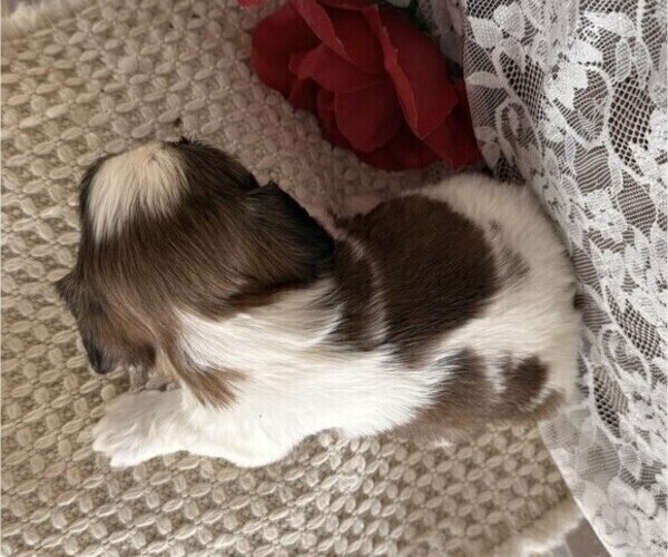 Medium Photo #5 Cavachon-Shih Tzu Mix Puppy For Sale in THORP, WI, USA