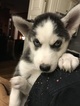 Small Photo #6 Siberian Husky Puppy For Sale in MOORE, SC, USA
