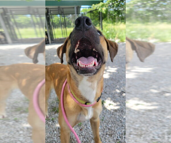 Medium Photo #3 Rhodesian Ridgeback-Unknown Mix Puppy For Sale in Bolivar, MO, USA