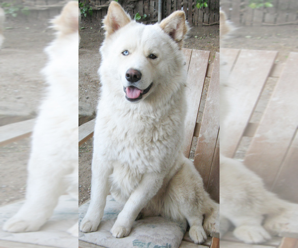 Medium Photo #1 Samoyed-Siberian Husky Mix Puppy For Sale in ENCINO, CA, USA