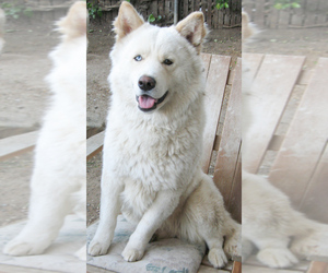 Father of the Samoyed-Siberian Husky Mix puppies born on 01/16/2023