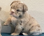 Small Photo #3 English Bulldog Puppy For Sale in PHILADELPHIA, PA, USA