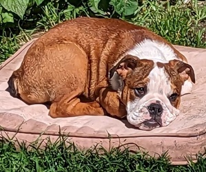 English Bulldog Puppy for sale in WHITELAND, IN, USA