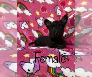 Scottish Terrier Puppy for sale in JURUPA VALLEY, CA, USA