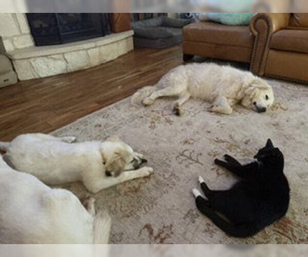 Medium Photo #4 Great Pyrenees Puppy For Sale in Spring, TX, USA