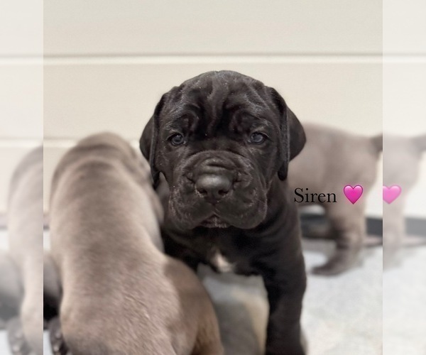 Medium Photo #14 Cane Corso Puppy For Sale in COLONIAL HEIGHTS, VA, USA