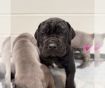 Small Photo #14 Cane Corso Puppy For Sale in COLONIAL HEIGHTS, VA, USA