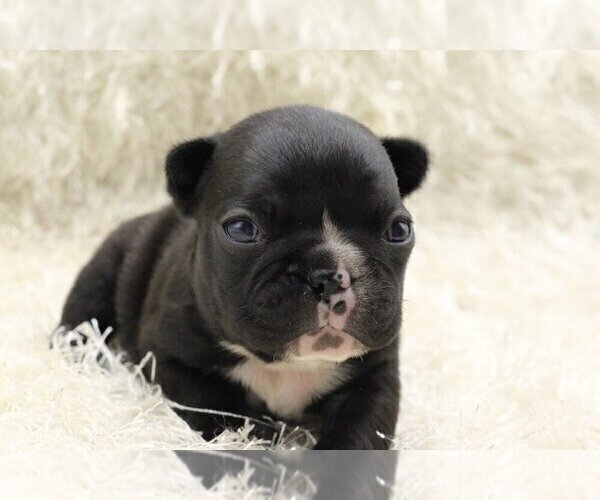 Medium Photo #3 French Bulldog Puppy For Sale in MIAMI BEACH, FL, USA