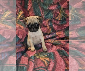 Pug Puppy for sale in AIKEN, SC, USA