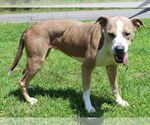 Small #1 American Pit Bull Terrier Mix