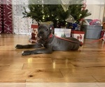 Small Photo #1 Cane Corso Puppy For Sale in WATERBURY, CT, USA