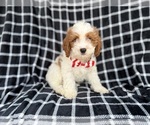 Small #2 Cavapoo (Standard)