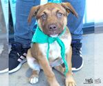 Small #5 Australian Shepherd Mix